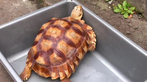 Tortoise close up on tray Stock Footage 324752023