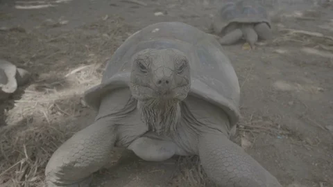 Tortoise close up wide 2 flat Stock Footage 80392803