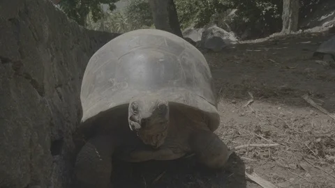 Tortoise close up wide flat Stock Footage 80392787
