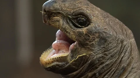 Tortoise Close-Up Yawn In 4K Stock Footage
