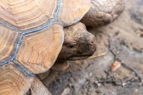 Tortoise Closeup Shell Texture Wildlife Stock Photos