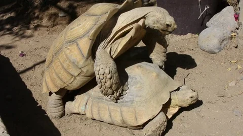 Tortoise Copulation Stock Footage 73307885