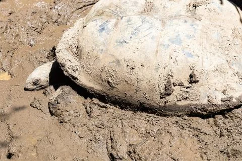 A tortoise is covered in mud, only its head and shell is visible Stock Photos