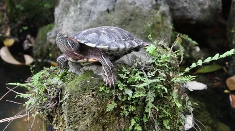 Tortoise craning its neck and sunbathing on the rock Stock Footage 48571340