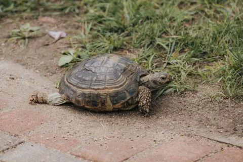 Tortoise crawling on a dirt path beside green grass, showcasing its texture.. Stock Photos