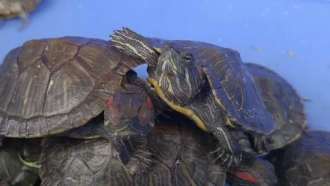 The tortoise is crawling Stock Footage 164210467