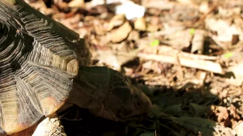 Tortoise crawling on the forest floor eats garbage Greece. Stock Footage 260336189