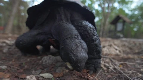 Tortoise crawling on the ground Stock Footage 85774893