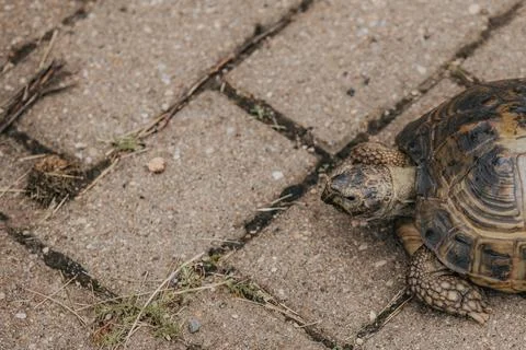 Tortoise crawling on a textured stone pathway with visible grass and dirt, .. Stock Photos