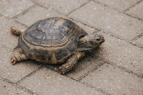 Tortoise crawling on a textured stone pavement, showcasing its patterned sh.. Stock Photos
