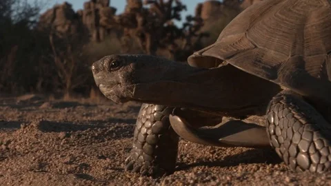 A tortoise crawling through desert sand Stock Footage 77580620