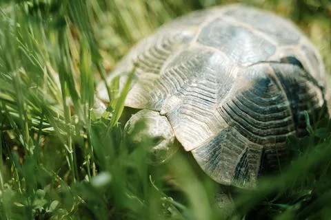 Tortoise Crawling Through Green Grass in Natural Sunlight Stock Photos