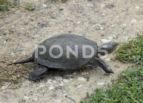 The tortoise crawls along the green grass. Ordinary river tortoise of tempera Stock Photos