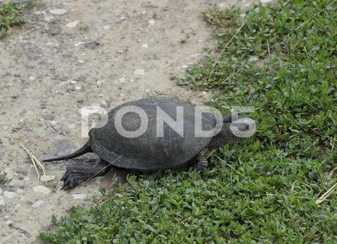 The tortoise crawls along the green grass. Ordinary river tortoise of tempera Stock Photos