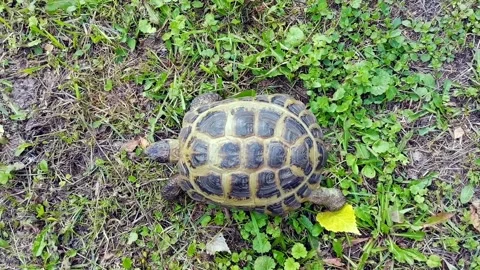 Tortoise crawls on green grass, top view. Vídeos de archivo 162841207