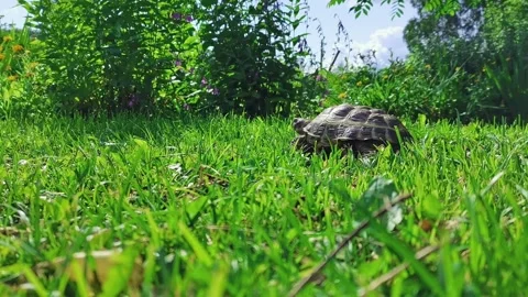 Tortoise crawls on green grass. Turtle moving across a summer lawn. Video stock 163149722