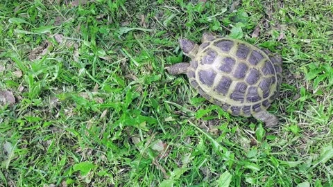 Tortoise crawls on green grass. Turtle moving across a lawn, top view. Stock Footage 163150631
