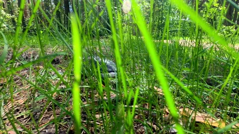The tortoise creeps through the thick grass. Stock Footage 154578023