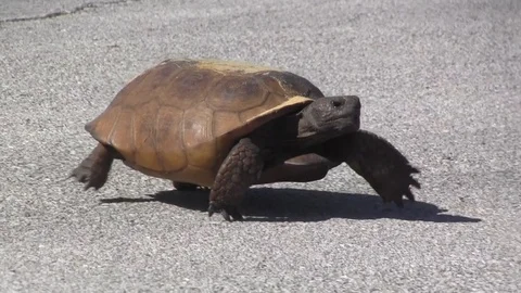 Tortoise crossing Stock Footage