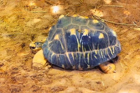 Tortoise with dark shell rests at sand Stock Photos