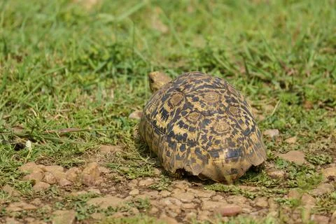A tortoise with a decoratively patterned shell crawls across grassy ground, Stock Photos