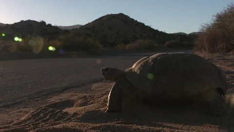 A tortoise in the desert Stock Footage 77580602