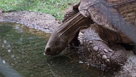 Tortoise drinking water by a small pond Stock Footage 326424332