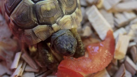 Tortoise Eat Tomato 스톡 동영상 78916311