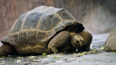 Tortoise eat vegetables Video stock 59169791