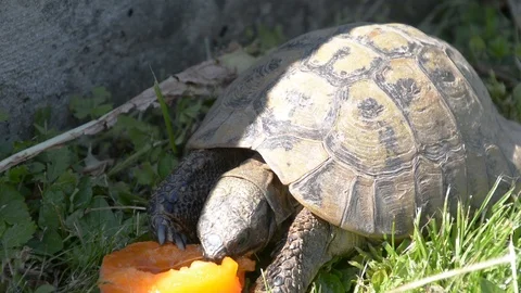 Tortoise eating apricot on grass Stock Footage 113518042