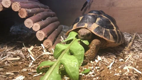 Tortoise Eating Dandelion Leaf Stock Footage 152992410
