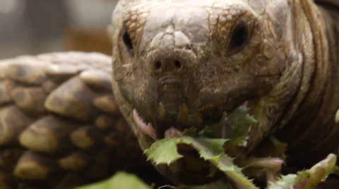 Tortoise Eating Stock Footage 34478834