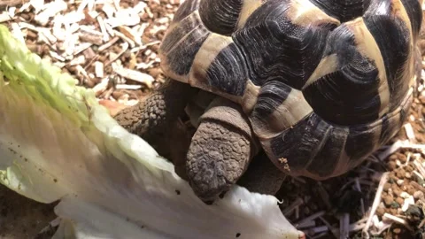 Tortoise Eating Stock Footage 152901896