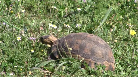 Tortoise eating Stock Footage 339890876