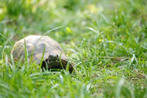 Tortoise eating fresh leaf Stock Photos