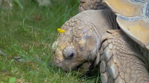 Tortoise eating grass (Close up) Stock Footage 114600134