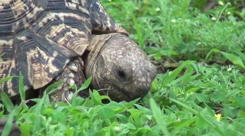 Tortoise eating grass Stock Footage 11149013