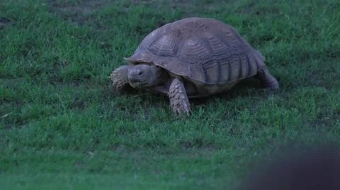 Tortoise Eating Grass Stock Footage 51676632