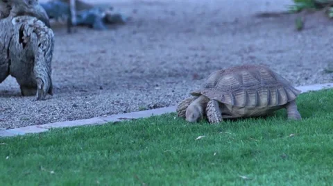 Tortoise Eating Grass Stock Footage 51676657