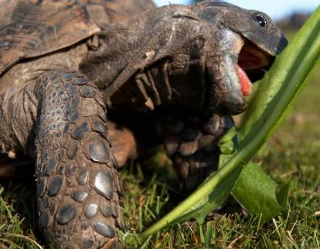 TORTOISE EATING GRASS Foto stock