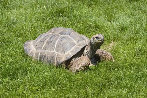 Tortoise eating grass Stock Photos