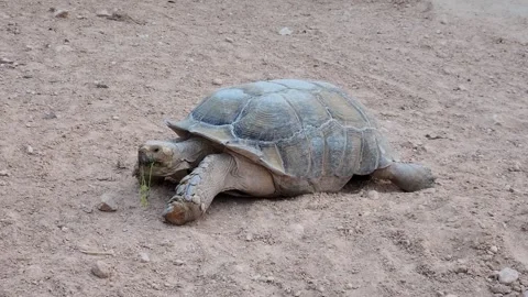 A tortoise is eating grass in a sandy environment on a sunny day outdoors Stock Footage 318833350