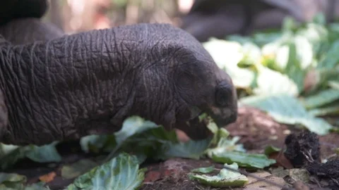 Tortoise eating green leaf in forest Stock Footage 85775850