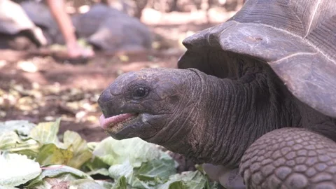 Tortoise eating green leaf in forest Stock Footage 85775880