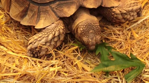 Tortoise eating leaves Stock Footage 47004617