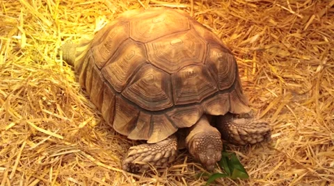 Tortoise eating leaves Stock Footage 47004907