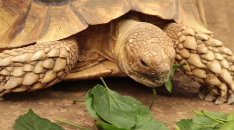 Tortoise eating leaves Stock Footage 49249268