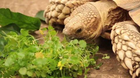 Tortoise eating leaves Stock Footage 49250734