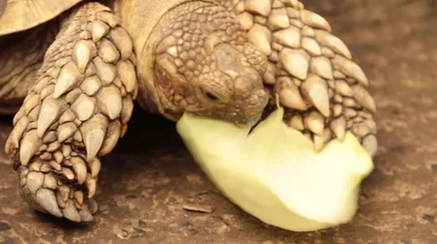 Tortoise eating leaves Stock Footage 49250778