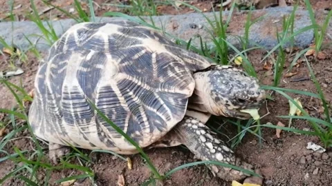Tortoise is eating leaves 库存影片 220873093